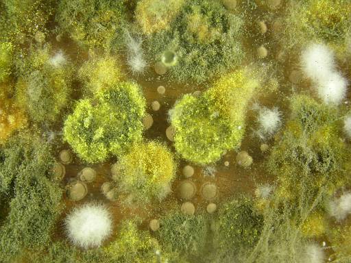 Schimmelpilzsporen können ungesund sein, wenn sie in großen Mengen eingeatmet werden. © Regine Szewzyk / Umweltbundesamt © Regine Szewzyk / Umweltbundesamt